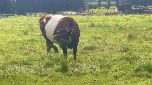 Una Vaca Roja Blanca Con Cuernos Mastica Crass Trata Deshacerse — Vídeos de Stock