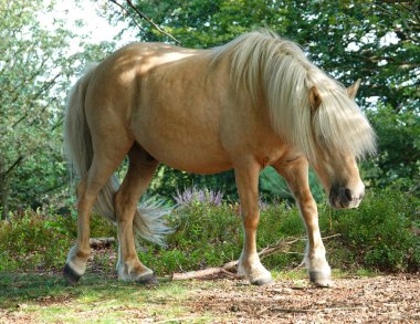 Bir Palomino İzlanda atı, Hollanda 'da ulusal rezerv olan Posbank' ta özgürce dolaşıyor.