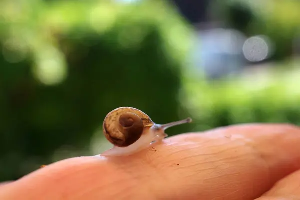 A miniature snail crawls on a human finger.