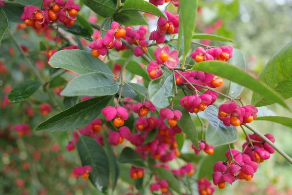 Geöffnete Euonymus Europaeus Oder Gemeine Spindelblüten Mit Orangefarbenen Giftigen Früchten — Stockfoto