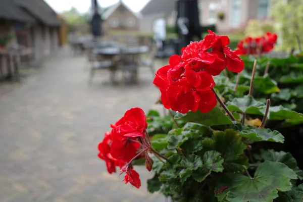 Red storksbills or pelargoniums in front of a restaurant. The terrace can be seen out of focus in the background