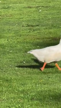 Bir grup kaz çimlerin üzerinde birbiri ardına yürüyorlar.