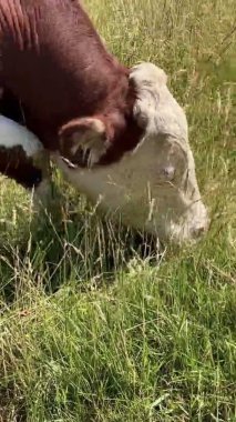 Kırmızı ve beyaz bir Hereford ineği tedirgin olmadan yiyor. Bu inekler Vecht Nehri 'nin taşkın alanlarını korumak için tutuluyor.