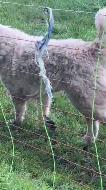 Havlayan köpekler. Bunlar Mastn del Pirineo veya Pyrenean Mastiffs. Koyunlara göz kulak oluyorlar..