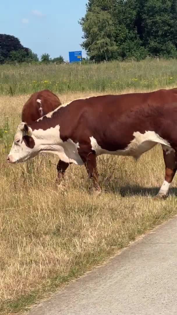 一头红白相间的赫里福德奶牛穿过了人行道 这些奶牛是为了维护荷兰哈登贝格附近韦契特河的洪泛区而饲养的 — 图库视频影像