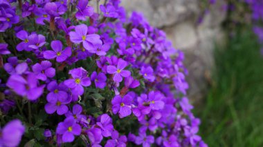 Close-up of Purple Aubrieta plant growing in a rustic stone wall clipart