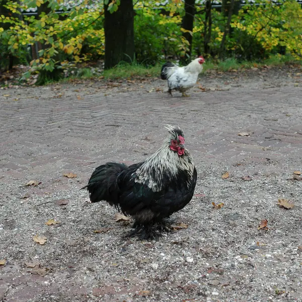 A Pekin Bantam hen runs around freely in the vicinity of a farm, The colours of her feathers are black and white
