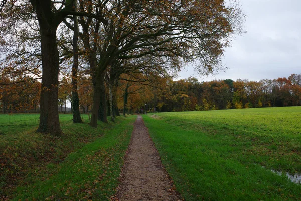Straight path. The path is between a row of trees and an agricultural field
