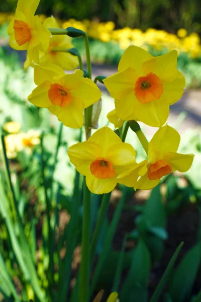 오렌지 심장을 노란색 벨레타 Daffodil — 스톡 사진