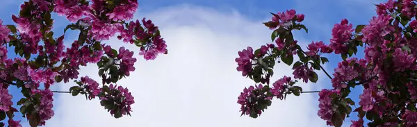 Dark pink blossoms on a cherry or apple tree against a blue sky with clouds. A spring banner