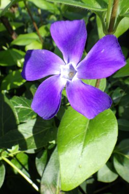 Purple vinca major or large periwinkle flower  clipart