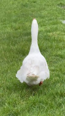 Önce saldırmaya çalışan, sonra fikrini değiştirip ortağına dönen büyük beyaz bir kaz.