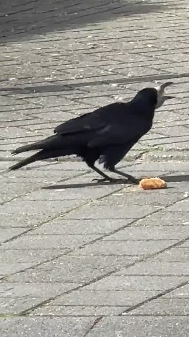 Rook Has Found Something Eat Pavement — Stock Video