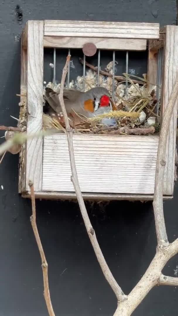 Cute Male Zebra Finch Bird Nest — Stock Video