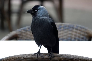 Western jackdaw sitting on the chair of a restaurant table clipart
