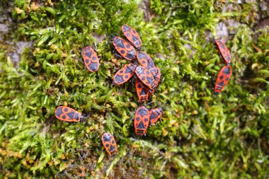 Firebugs clustering together on moss growing on a beech tree. clipart