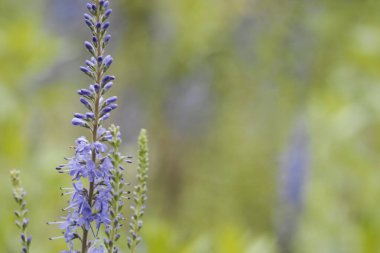 Ön planda bahçe hız limitleri olan tozlayıcılar için bir çayır. Kendi metnin için boşluk ile