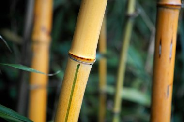 Close-up of enormous bamboo yellow stems with leaves. Zen background clipart