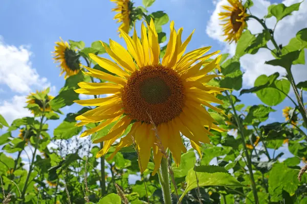 Stock image Close-up of a sunflower in a sunflower field for oil production