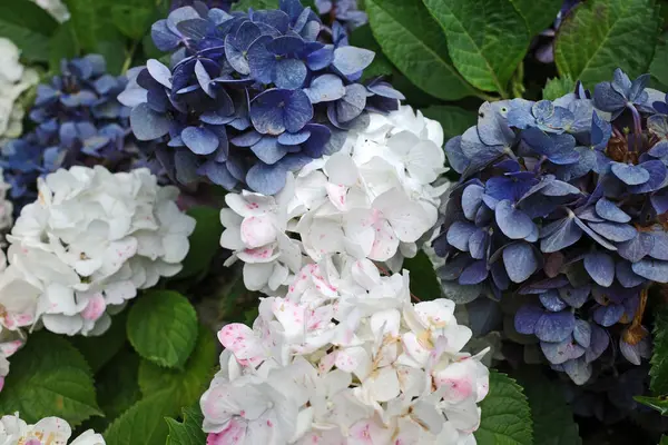 stock image A combination of blue and white lacecap hydrangea flowers