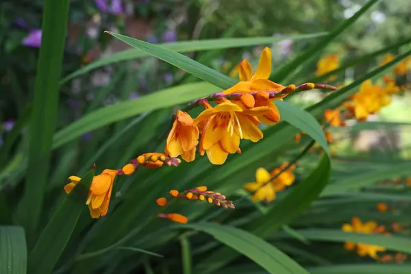 Stock image Sunny dark yellow or light orange Crocosmia flowers