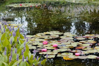 Pembe nilüferli büyük gölet ve mavi toplayıcı otu. 