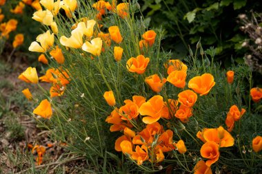 Sarı ve turuncu Kaliforniya gelincikleriyle bir sınır..