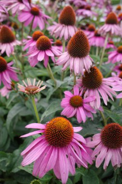 Echinacea purpurea, doğu mor coneflower, mor coneflower, kirpi coneflower, ya da Echinacea yakın plan