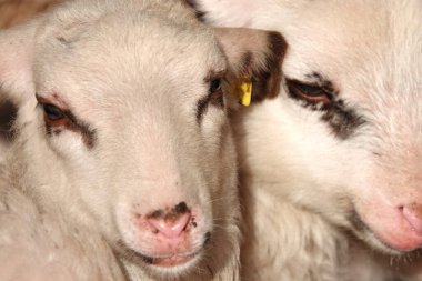 Fotoğrafçıya bakan iki genç koyunun yakın çekimi.