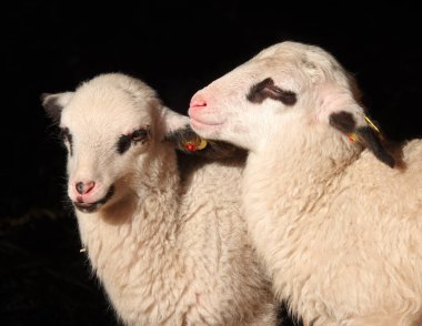 İki kuzunun yakın çekimi, karanlık arka planda güneşin tadını çıkarıyor.