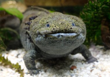 Akvaryumdaki tuhaf bir axolotl portresi