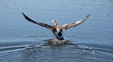 Greylag Goose (Anser anser) kanatları geniş bir şekilde bir su kütlesinin üzerinden kayarak uçarken yakalandı. Kuş uçuyor, hareket ettikçe dalgalanmalara neden oluyor..