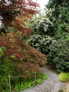 Bellevue Botanik Bahçesinde İlkbahar - Washington Eyaleti, ABD