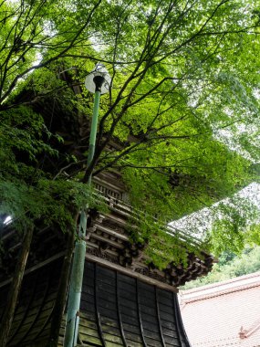 Japonya 'nın Hiroşima kentindeki Fukuoji Tapınağı' nda yemyeşil bir arazi.