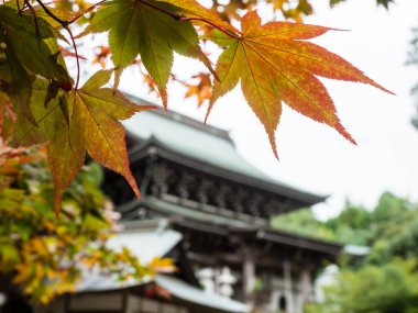 Sonbaharda Japon Budist tapınağıyla kırmızı akçaağaç yapraklarını yakından çek.