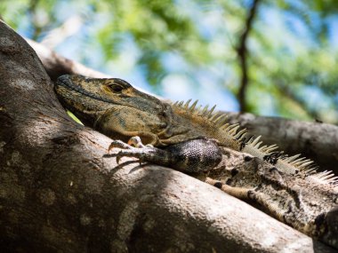 Kosta Rika, Playa Hermosa 'da bir ağaç dalında oturan İguana