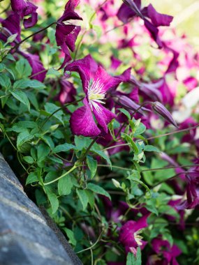 Yazın Hyde Park 'ta çiçek açan Clematis çiçekleri - Londra, İngiltere