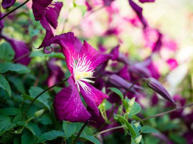 Yazın Hyde Park 'ta çiçek açan Clematis çiçekleri - Londra, İngiltere