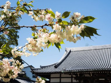 Saijo, Ehime Bölgesi, Japonya - 12 Nisan 2018 Kichijoji 'de kiraz çiçekleri, Shikoku hac ibadetinin 63 numaralı tapınağı