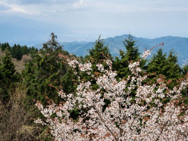 Shikoku adasının dağlarında çiçek açan kiraz ağaçları - Unpenji tapınağının manzaralı manzarası, Tokushima vilayeti, Japonya