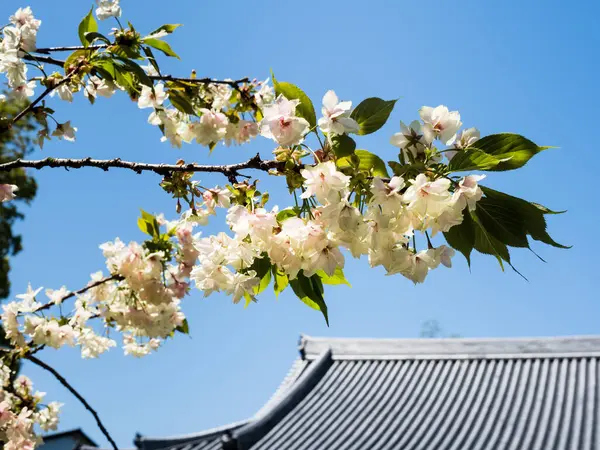 Japon tapınağının çatısında kiraz çiçekleri.