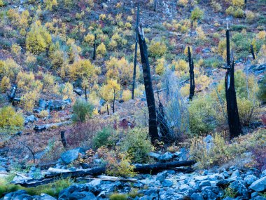 Kuzey Cascades 'teki Wenatchee Nehri' nin Tumwater Kanyonu 'nda sonbahar renkleri - Washington eyaleti, ABD