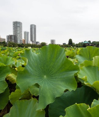 Yazın Ueno Parkı 'ndaki Shinobazu Nilüfer Gölü manzarası - Tokyo, Japonya