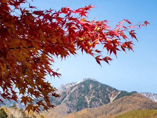 Red maple in Yatsugatake Mountains in autumn - Yamanashi prefecture, Japan