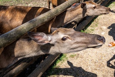 Geyik dişi, Hırvatistan 'ın Lika kentindeki Rakovica geyik çiftliğine gelen ziyaretçilerin mısırlarını aramak için kafasını çitten aşağı uzatıyor.