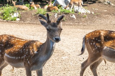 Hırvatistan 'ın Lika dağ bölgesindeki Rakovica geyik çiftliğinde onları beslemek için bekleyen avrupalı sürüsü geyik sürüsü
