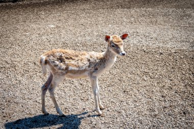 Yavru geyik yavrusu, hala tüylü, genç kürklü, zar zor görülebilen beyaz noktalı kameraya bakıyor.