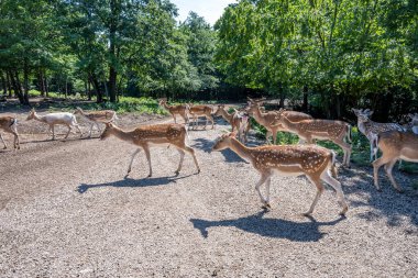 Hırvatistan 'ın Lika dağ bölgesindeki Rakovica geyik çiftliğinde onları beslemek için bekleyen avrupalı sürüsü geyik sürüsü