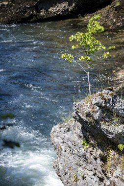 Hırvatistan 'ın Rastoke kasabasındaki Korana nehrinin üzerinde asılı duran kayalık uçurumun kenarında büyüyen güzel, genç bir ağaç.