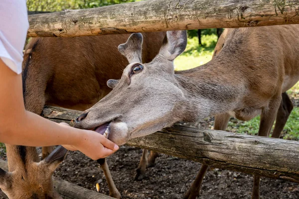 在克罗地亚Lika山区Rakovica鹿场 年轻的野猪吃着小孩手中的玉米 把头伸进围栏的栅栏里 — 图库照片
